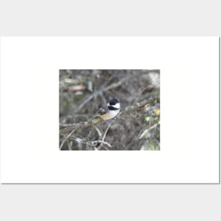 Black-capped Chickadee, wild birds, wildlife gifts Posters and Art